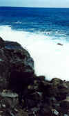 Kaena Point 11 2-21-02.jpg (109722 bytes)